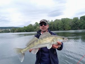 Zander