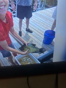Black Crappie