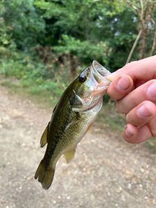 Largemouth Bass