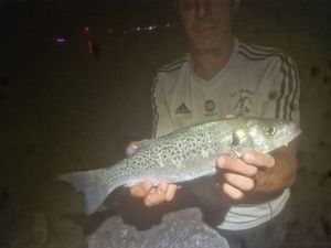 Spotted Seabass