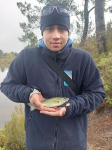 Largemouth Bass