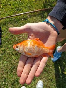 Goldfish