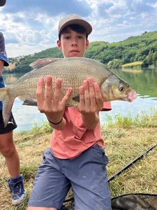 Common Bream