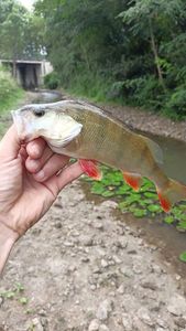 European Perch