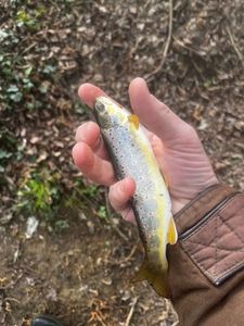 Brown Trout