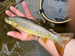 Brown Trout