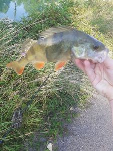 European Perch