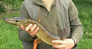 Northern Pike