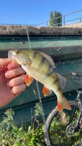 European Perch