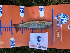 Brown Trout