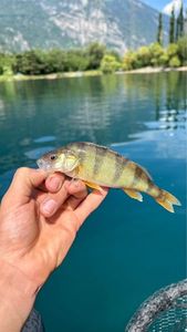 European Perch