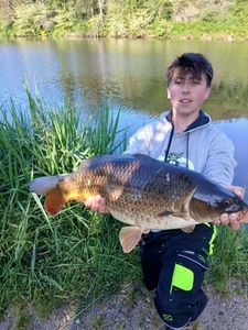 Common Carp