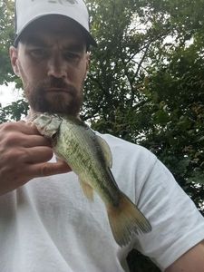 Largemouth Bass