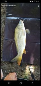 Common Carp