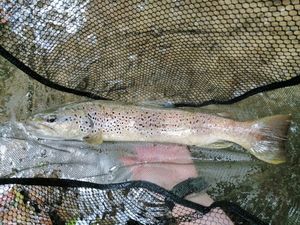 Brown Trout