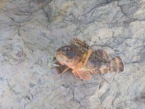 Brown Scorpionfish