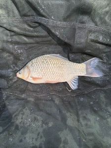 Crucian Carp