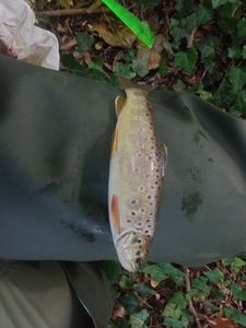Brown Trout