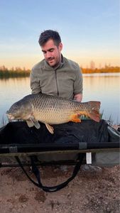Common Carp