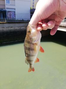 European Perch