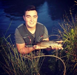 Brown Trout