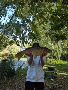 Common Carp