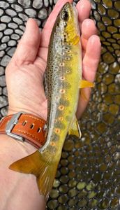 Brown Trout
