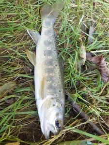 Brown Trout