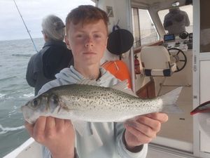 Spotted Seabass