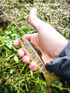 Brown Trout