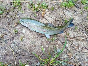 Rainbow Trout