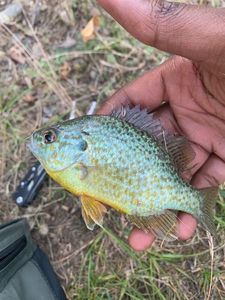 Green Sunfish