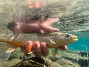 Brook Trout