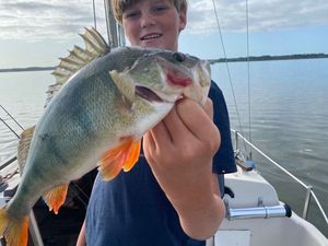 European Perch