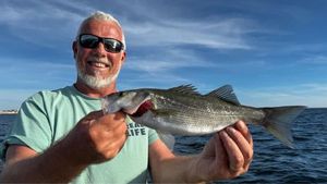 European Bass (Seabass)