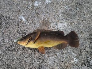 Ballan Wrasse