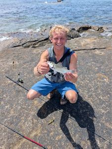European Bass (Seabass)