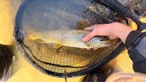 Brown Trout