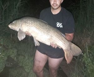 Common Carp