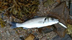 European Bass (Seabass)