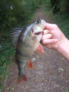 European Perch