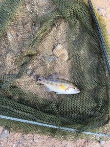 Axillary Wrasse