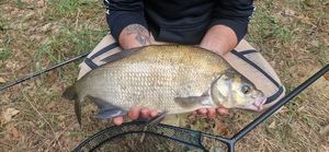 Common Bream