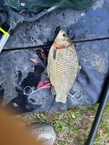 Crucian Carp