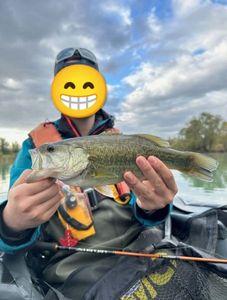 Largemouth Bass
