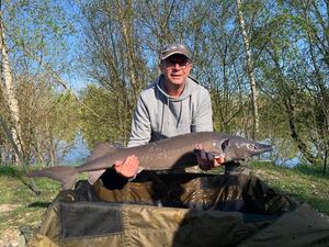 Siberian Sturgeon