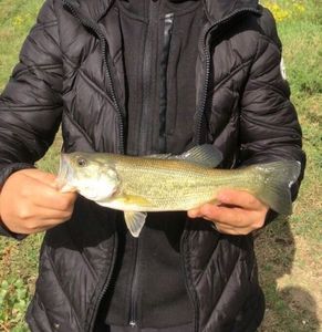Largemouth Bass