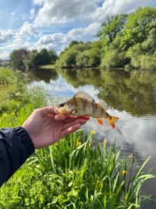 European Perch