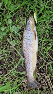 Brown Trout