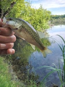 Largemouth Bass